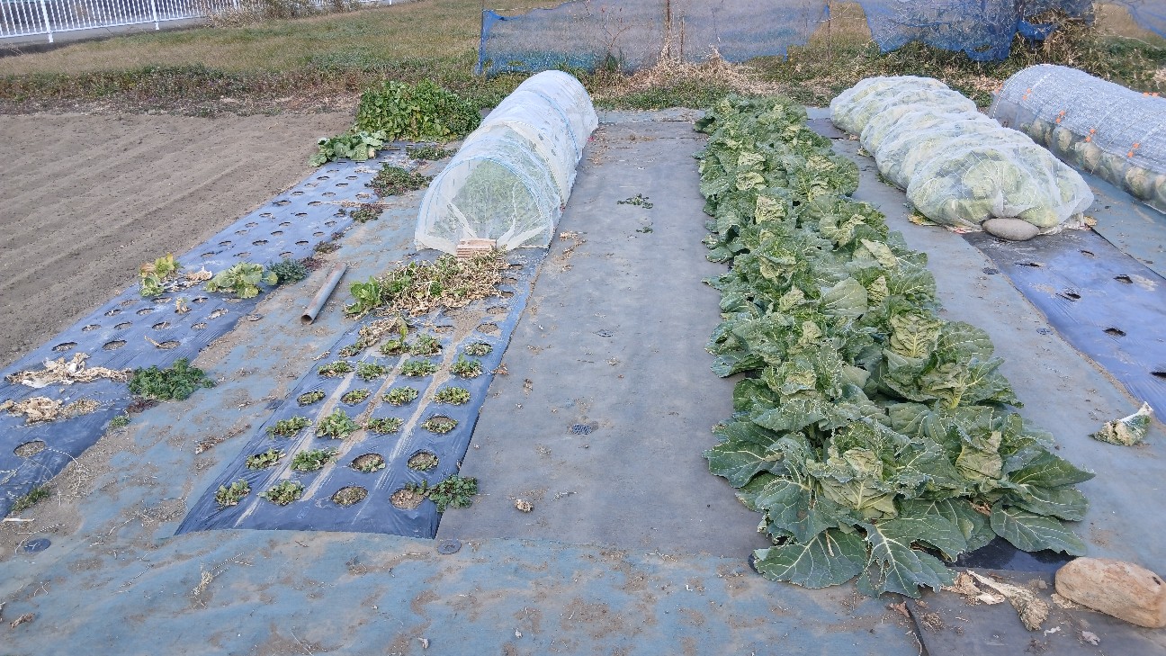 f:id:ttskhtss:20260125123941j:image f:id:ttskhtss:20260125123941j:image