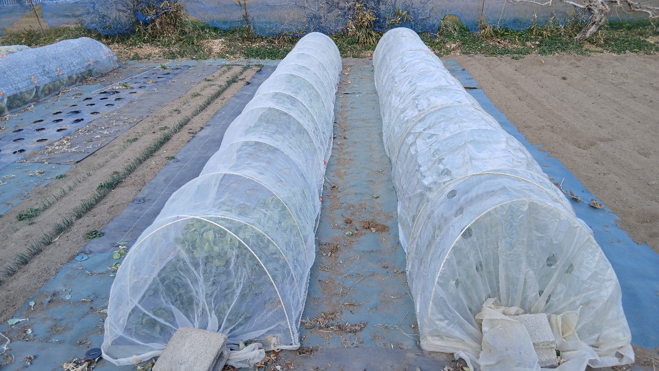 f:id:ttskhtss:20260125123959j:image f:id:ttskhtss:20260125123959j:image