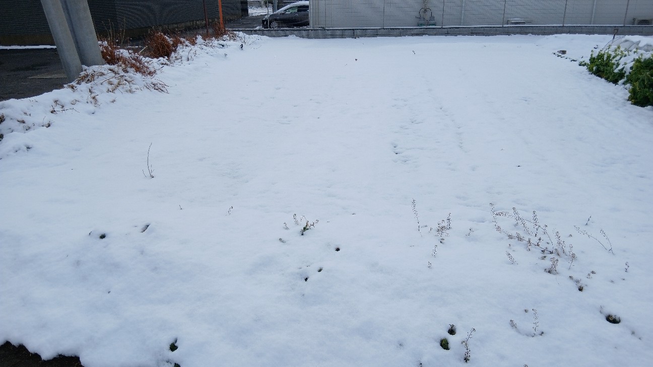 f:id:ttskhtss:20260208112613j:image