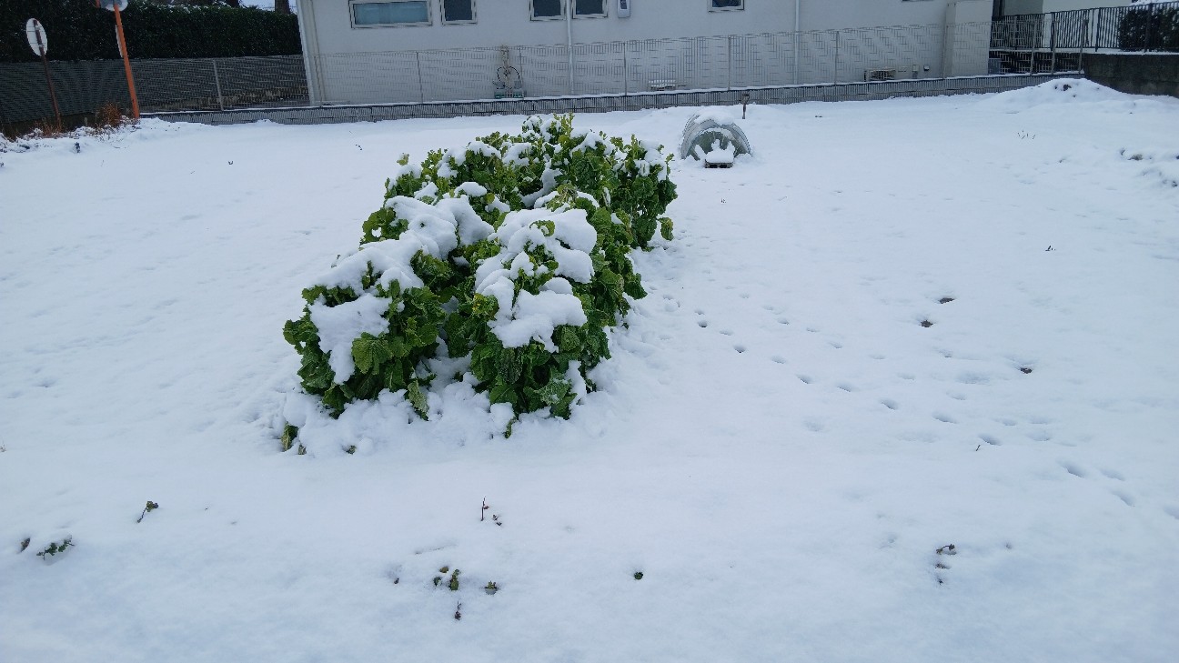 f:id:ttskhtss:20260208112622j:image