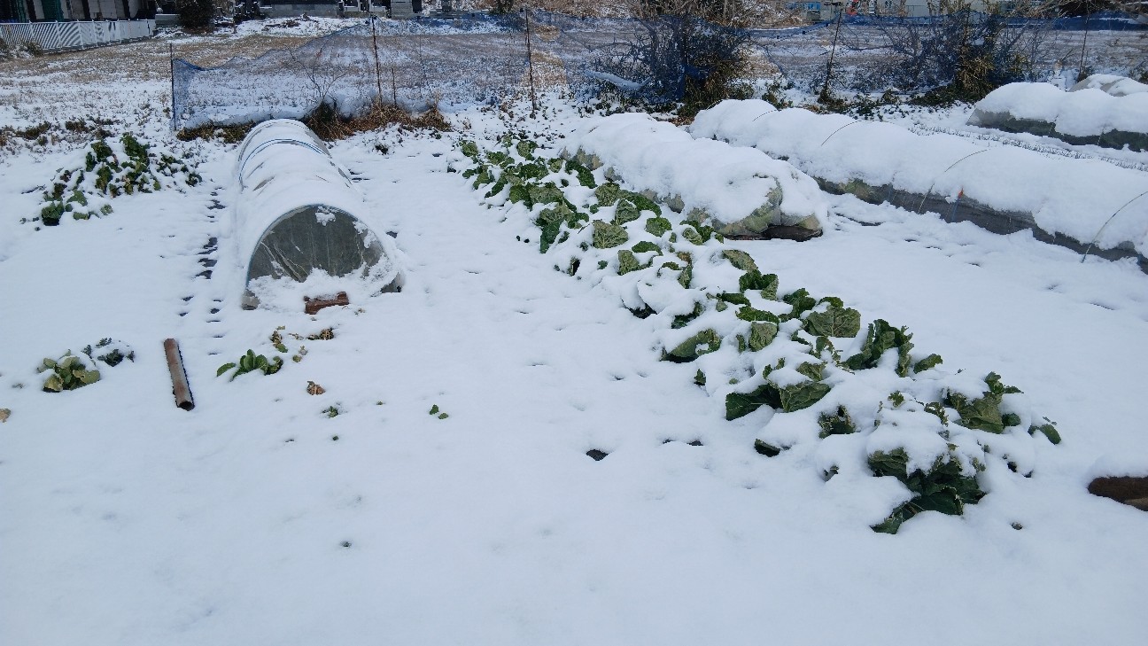 f:id:ttskhtss:20260208112704j:image