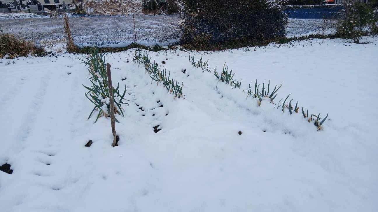 f:id:ttskhtss:20260208112707j:image