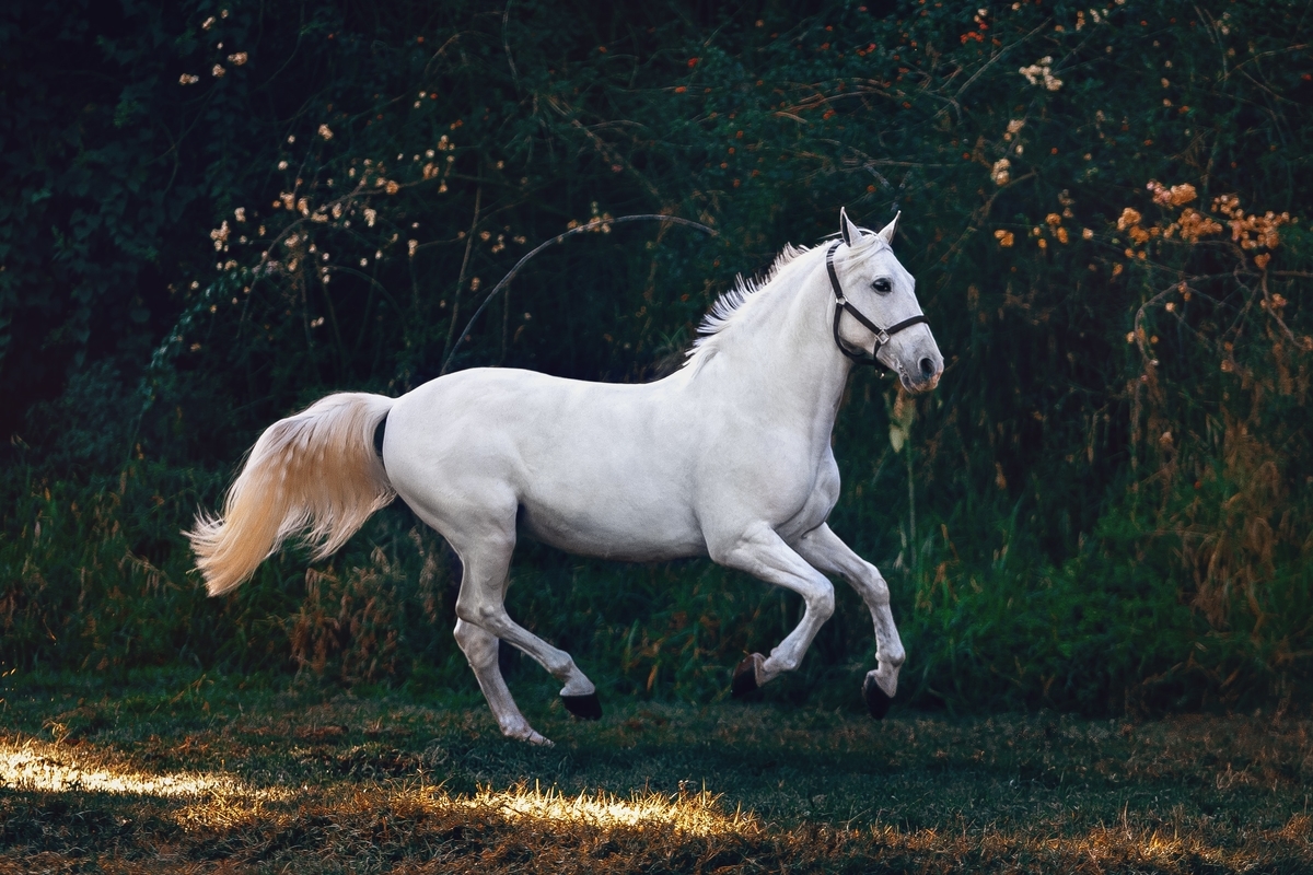 阪神競馬場に初めて行ってみた感想