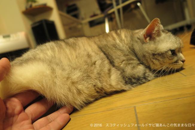 おいこさんお腹を触られて スコティッシュフォールド チンチラ スコティッシュフォールドサビ猫あんこの気ままな日