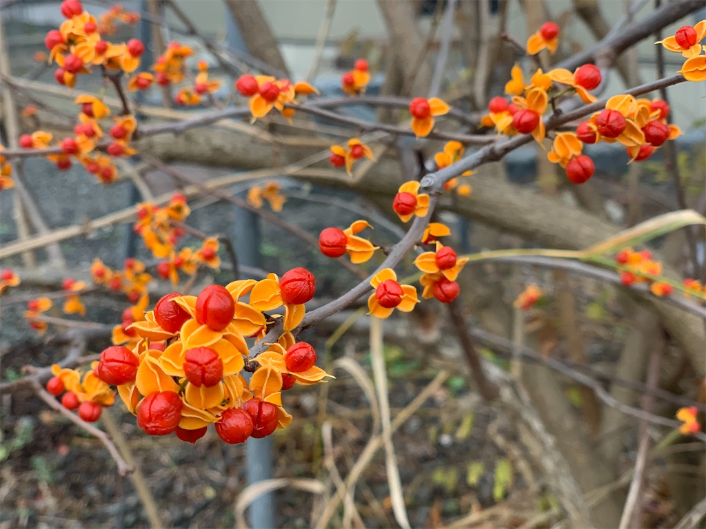 f:id:tttttf:20201119132502j:image