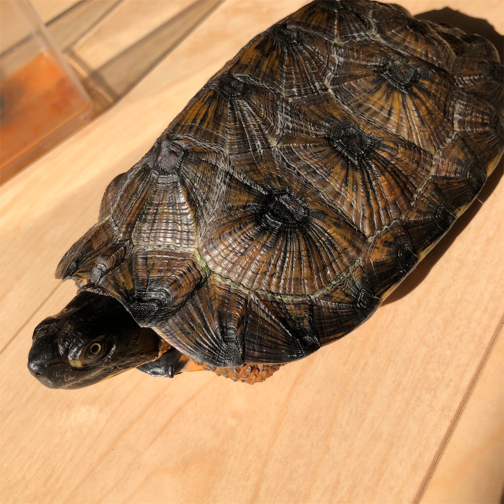 今後の飼育方針 亀とロック 今後の飼育方針 亀とロック
