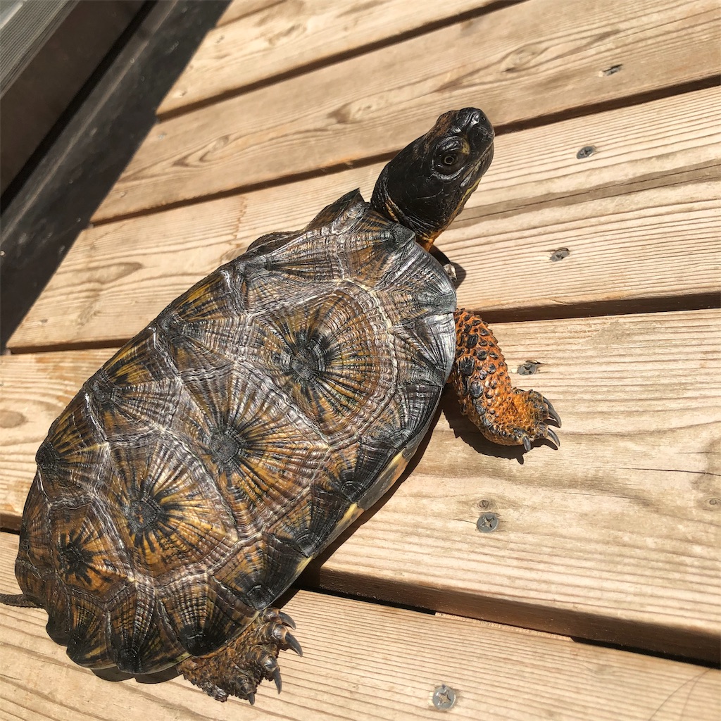 f:id:tttty:20210319171912j:image