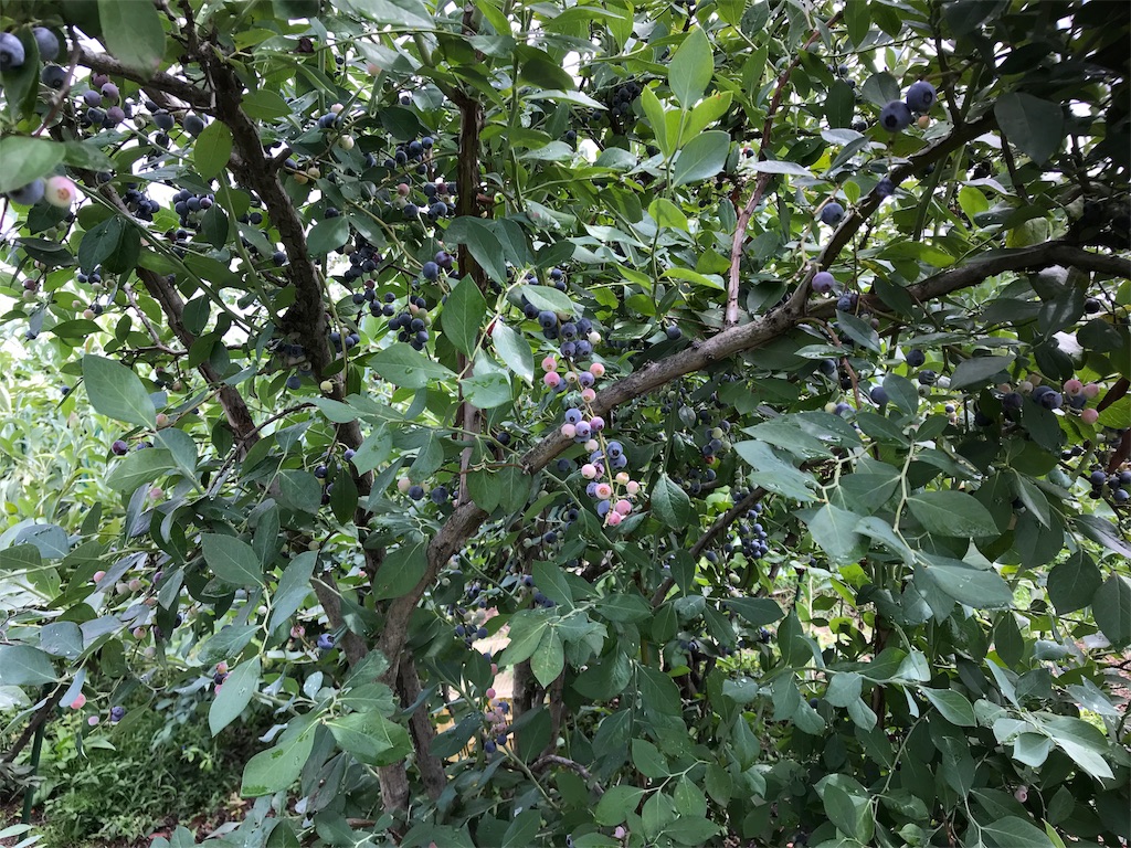 f:id:tty-kanzaki:20180903215424j:image