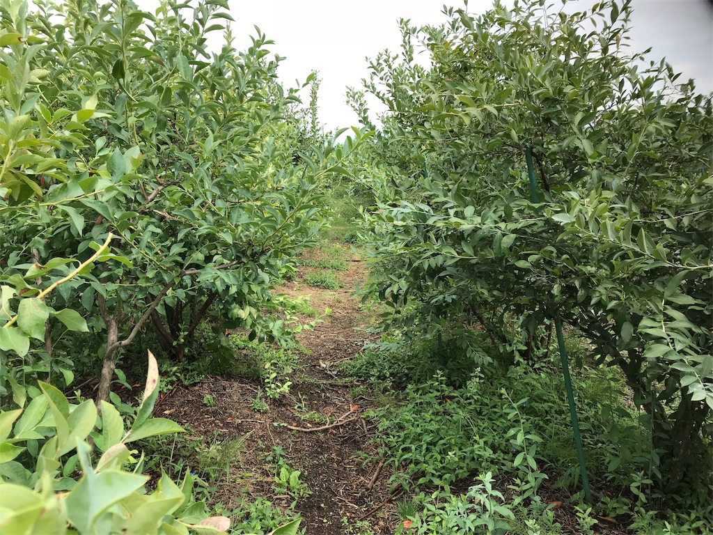 f:id:tty-kanzaki:20180903215447j:image