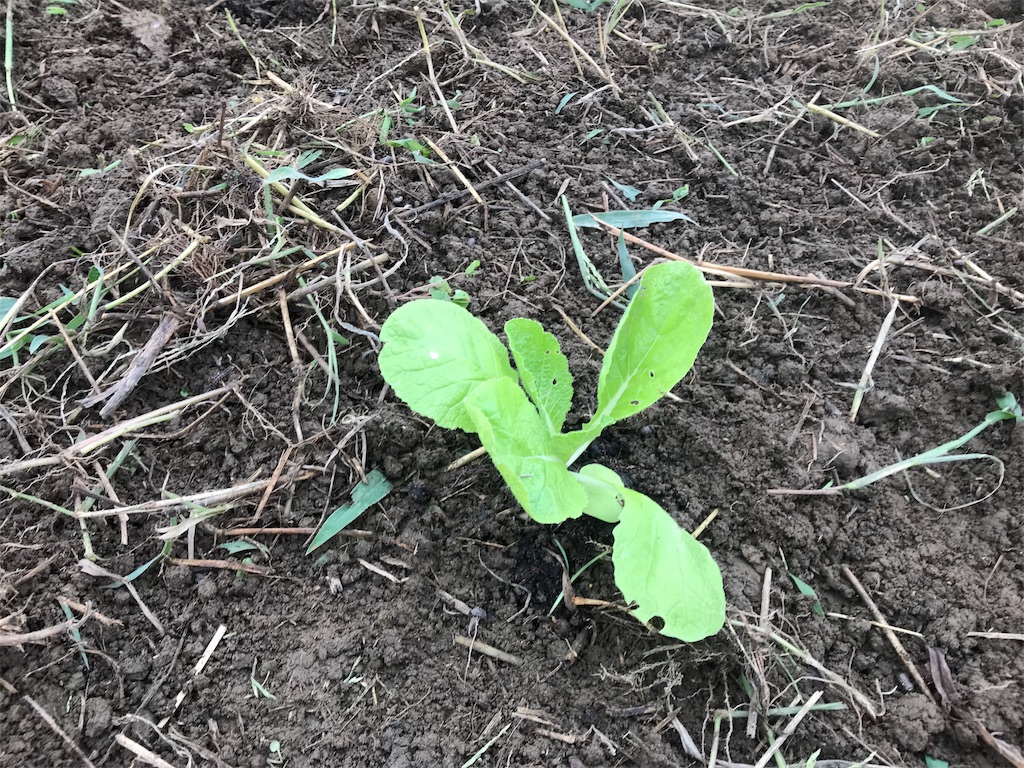 f:id:tty-kanzaki:20180915230300j:image