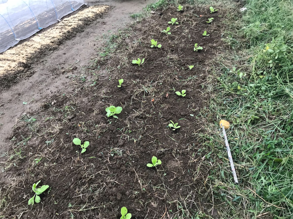 f:id:tty-kanzaki:20180915230312j:image