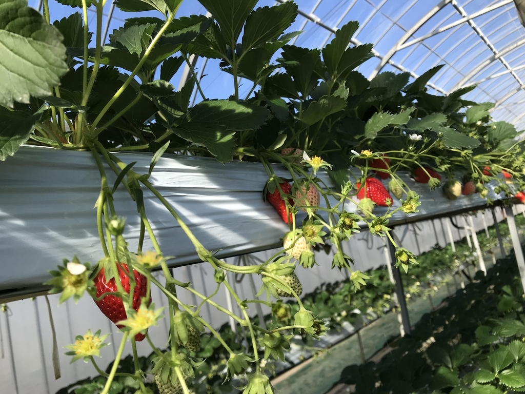 f:id:tty-kanzaki:20181204222323j:plain