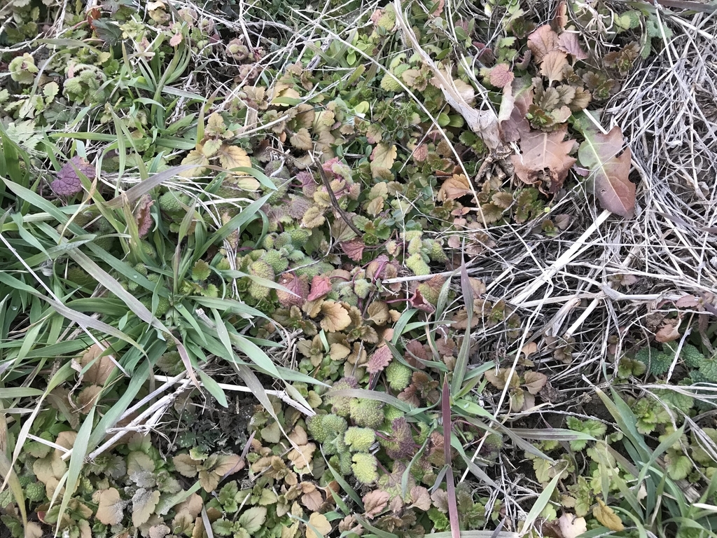 f:id:tty-kanzaki:20190111232443j:plain