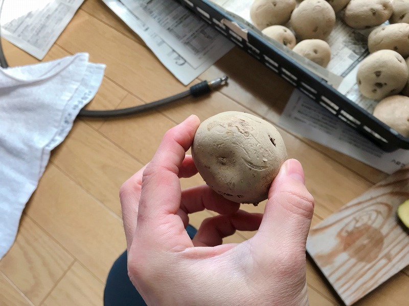 じゃがいもの写真２