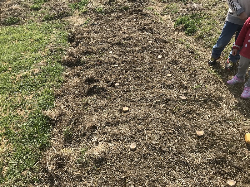 じゃがいもの画像５