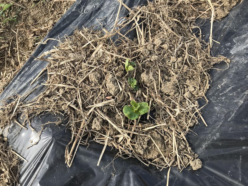 じゃがいもの発芽画像