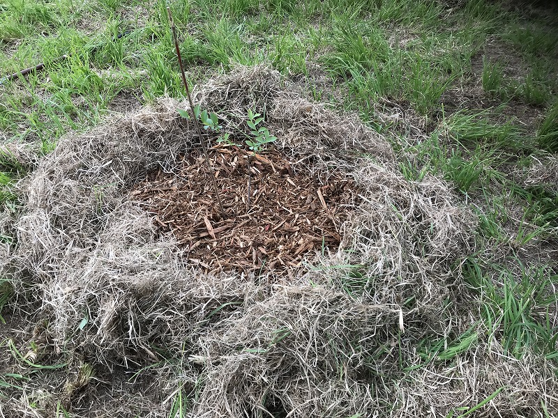 ブルーベリーの画像