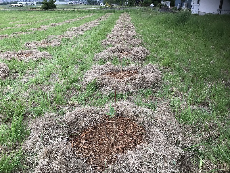 ブルーベリーの画像２