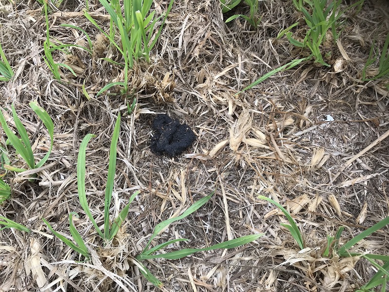 小動物のフンの写真