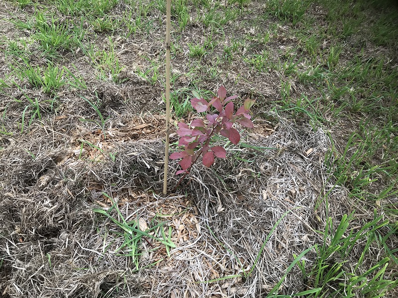 ブルーベリー苗木の写真