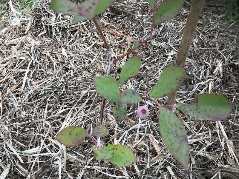 ラビットアイ系の実の写真
