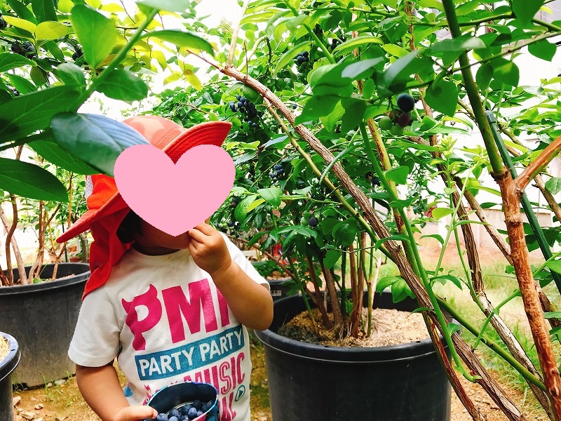 ブルーベリーを食べている子どもの写真