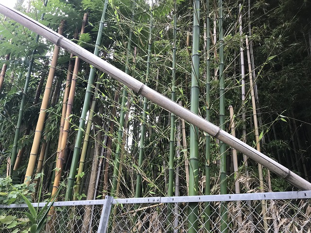 竹林の画像