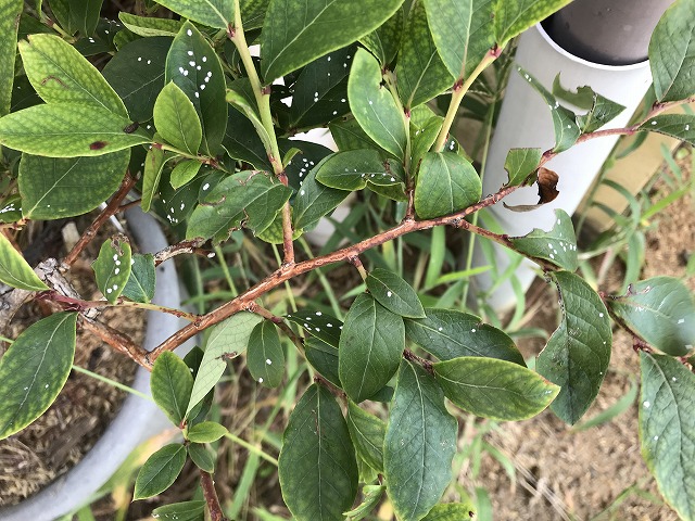 カイガラムシの画像