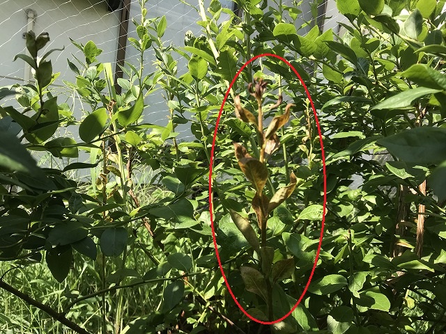 シンクイムシの画像