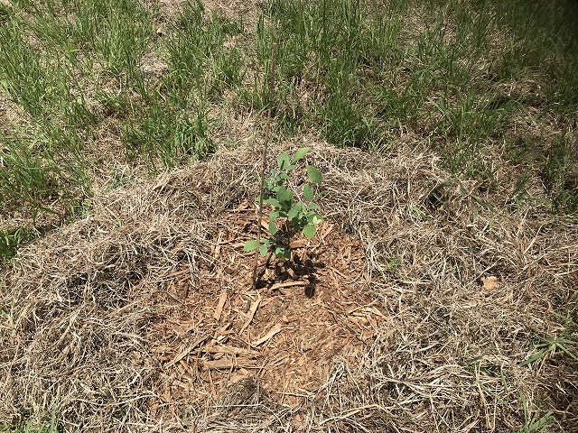 ブルーベリーの画像２