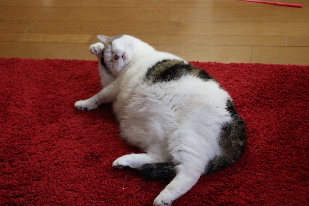 猫と相撲の力士 ミュウとシャケのぬくぬく日記