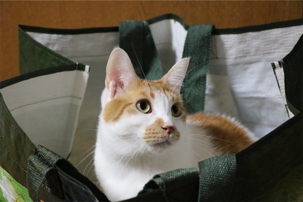 f:id:ttyymsk2016:20180322154527j:image