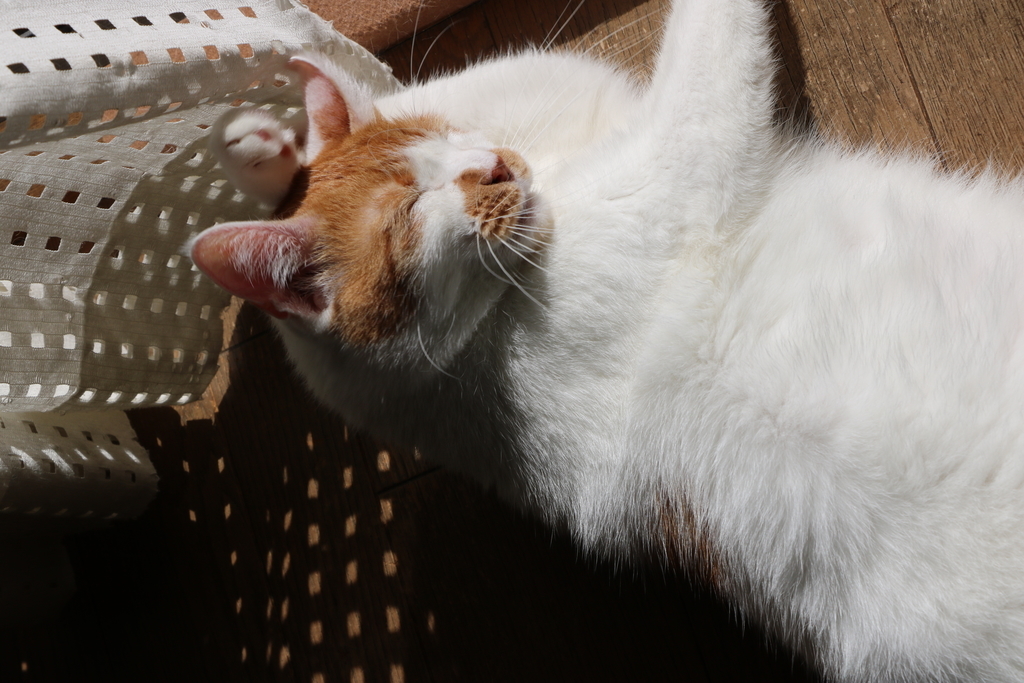 f:id:ttyymsk2016:20181030112024j:plain f:id:ttyymsk2016:20181030112024j:plain