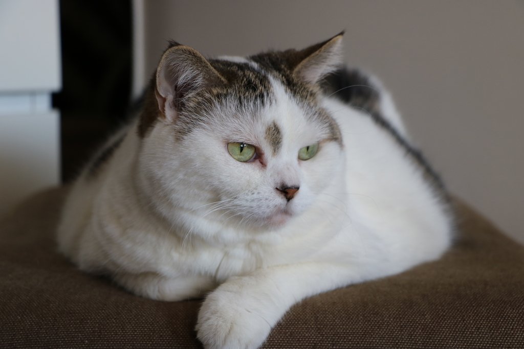 f:id:ttyymsk2016:20181030112028j:plain f:id:ttyymsk2016:20181030112028j:plain