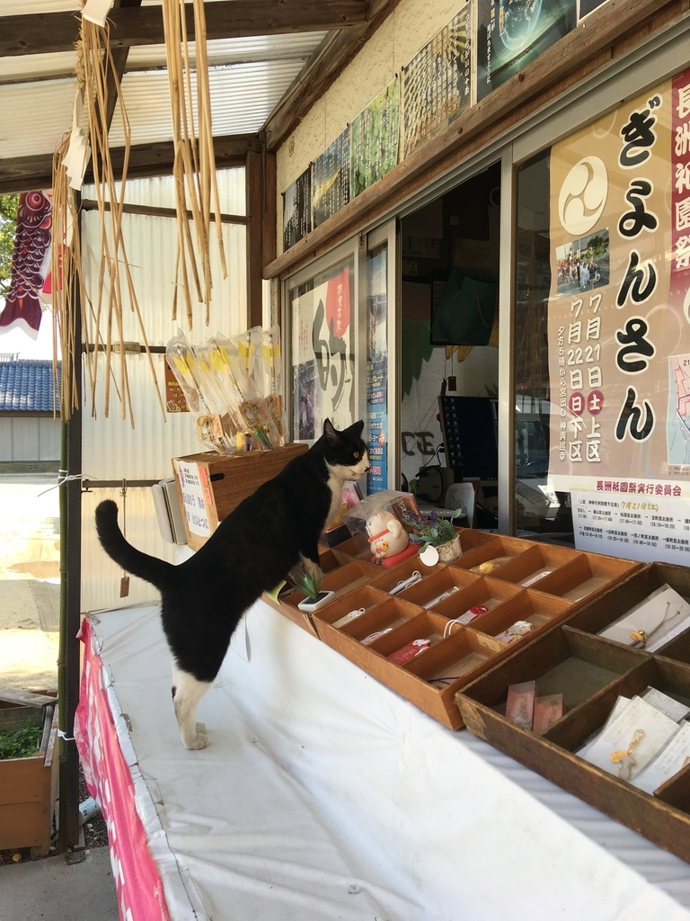 猫の性格は伝染する ミュウとシャケのぬくぬく日記