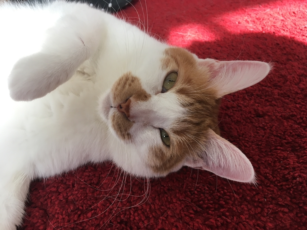 f:id:ttyymsk2016:20181130104521j:plain f:id:ttyymsk2016:20181130104521j:plain