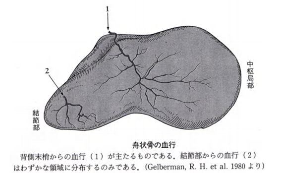 舟状骨偽関節 見逃されやすい骨折 借金を抱えたギャンブル依存症の医師ブログ