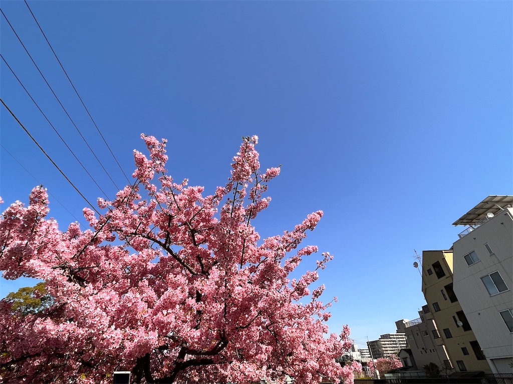 f:id:tu-na-ma-yo:20260310125316j:image