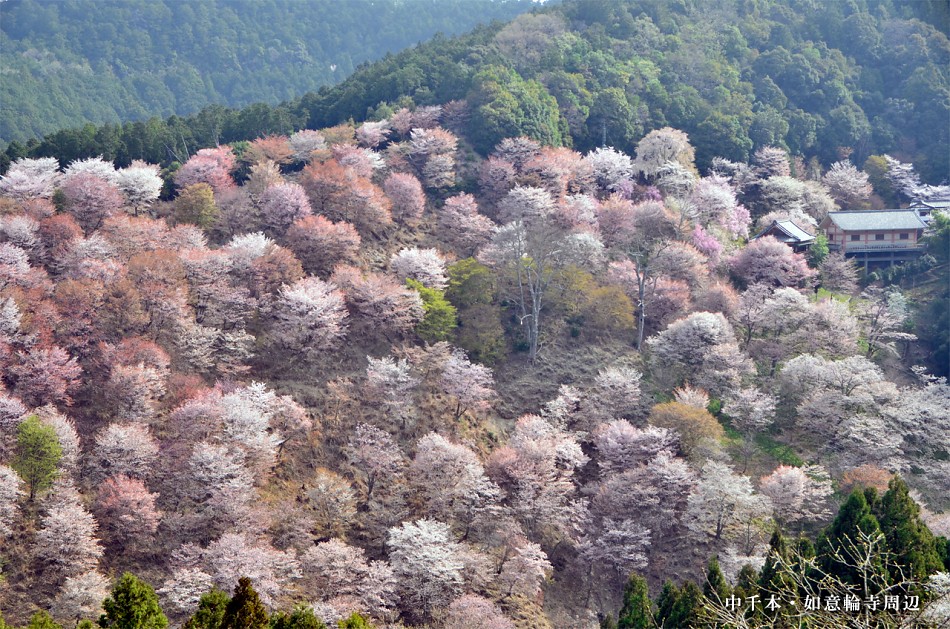 f:id:tuberculin:20190409095836j:plain f:id:tuberculin:20190409095836j:plain