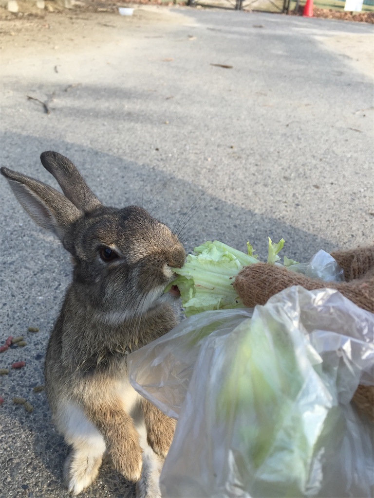 f:id:tuberculin:20190515094346j:image