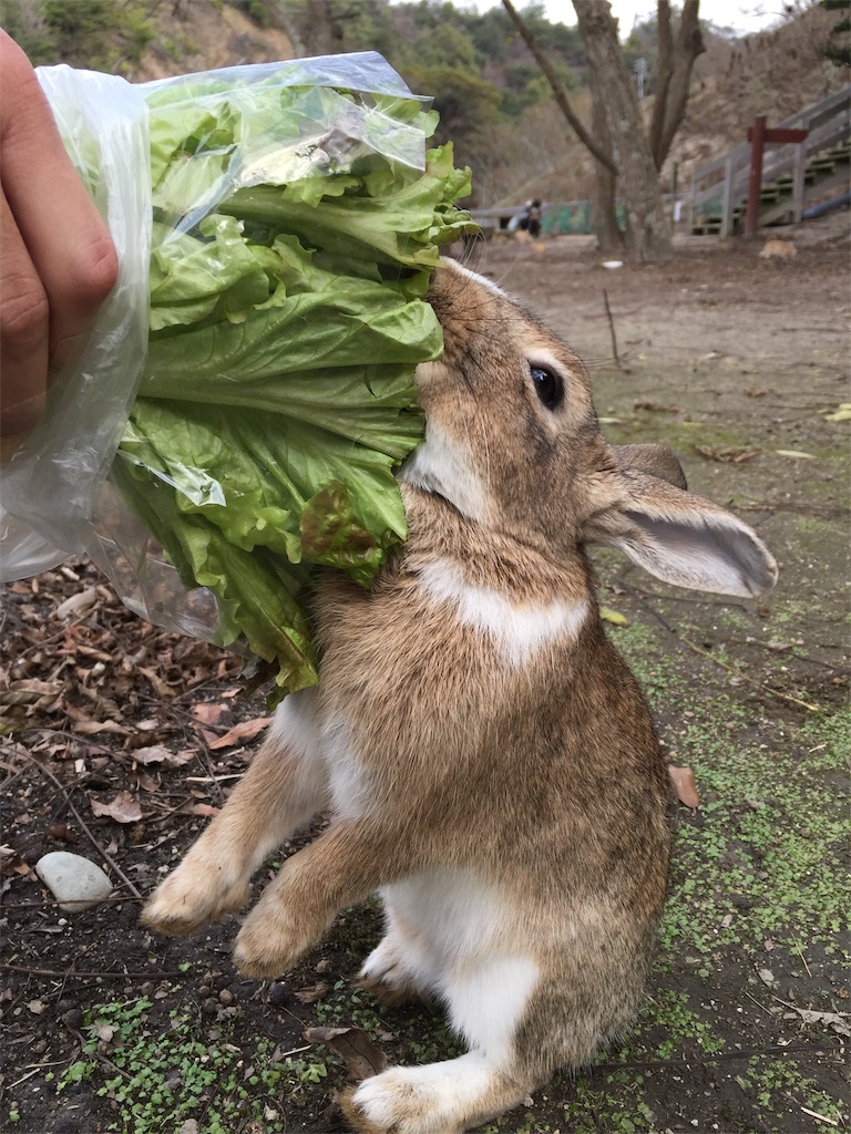 f:id:tuberculin:20190515094354j:image