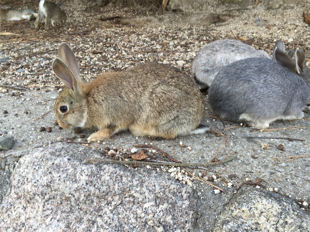 f:id:tuberculin:20190515094358j:image