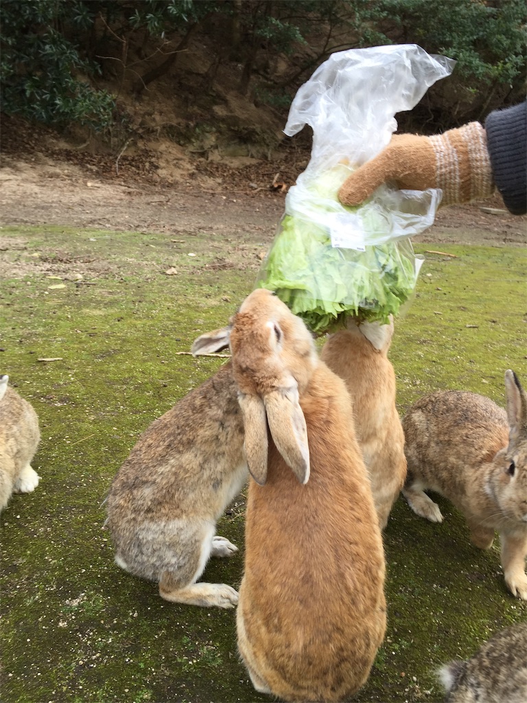 f:id:tuberculin:20190515094403j:image