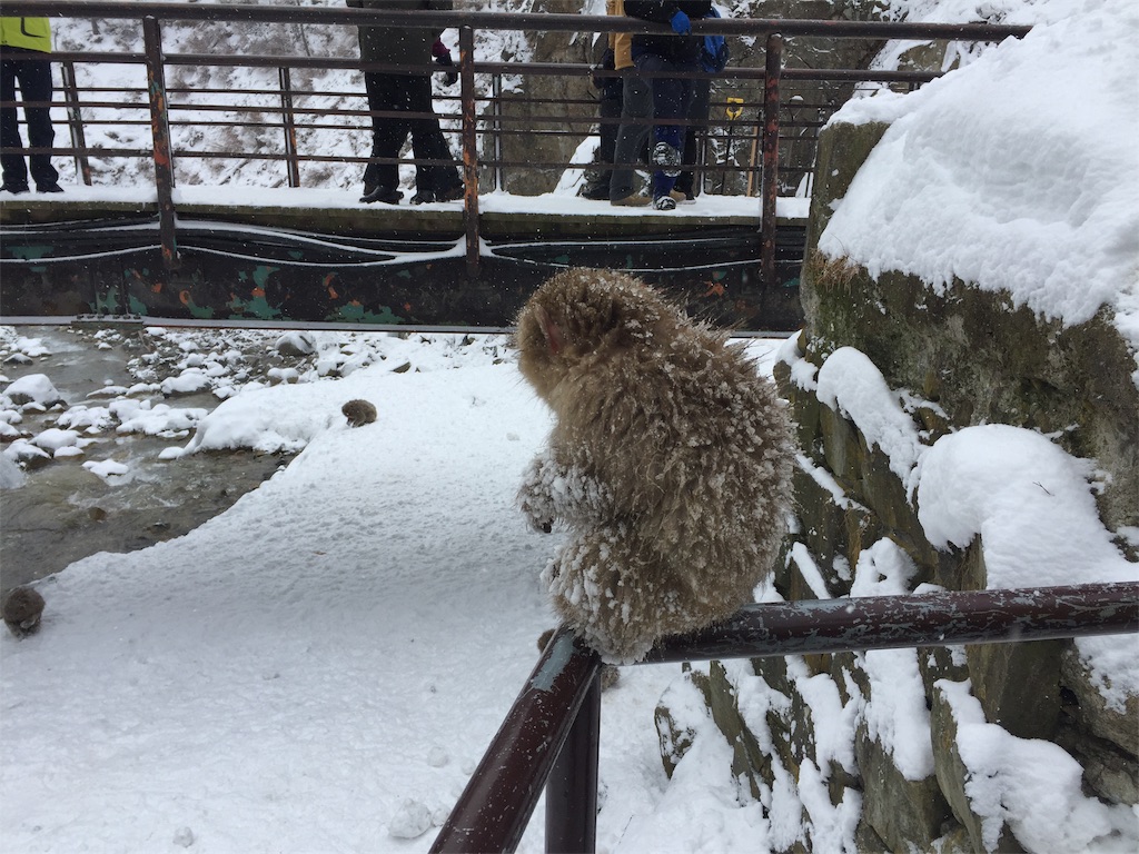 f:id:tuberculin:20190515143805j:image