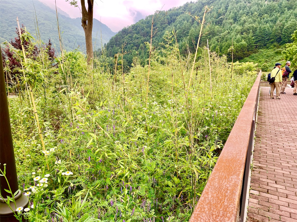 f:id:tuberculin:20190622191324j:image