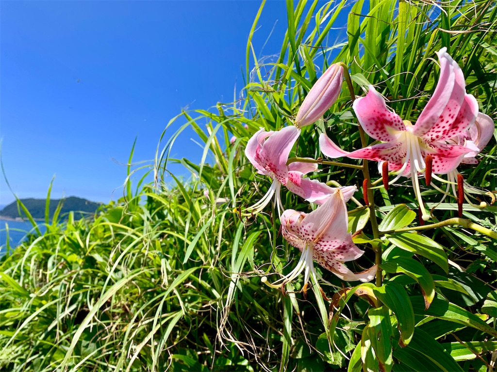 f:id:tuberculin:20190802135332j:image f:id:tuberculin:20190802135332j:image