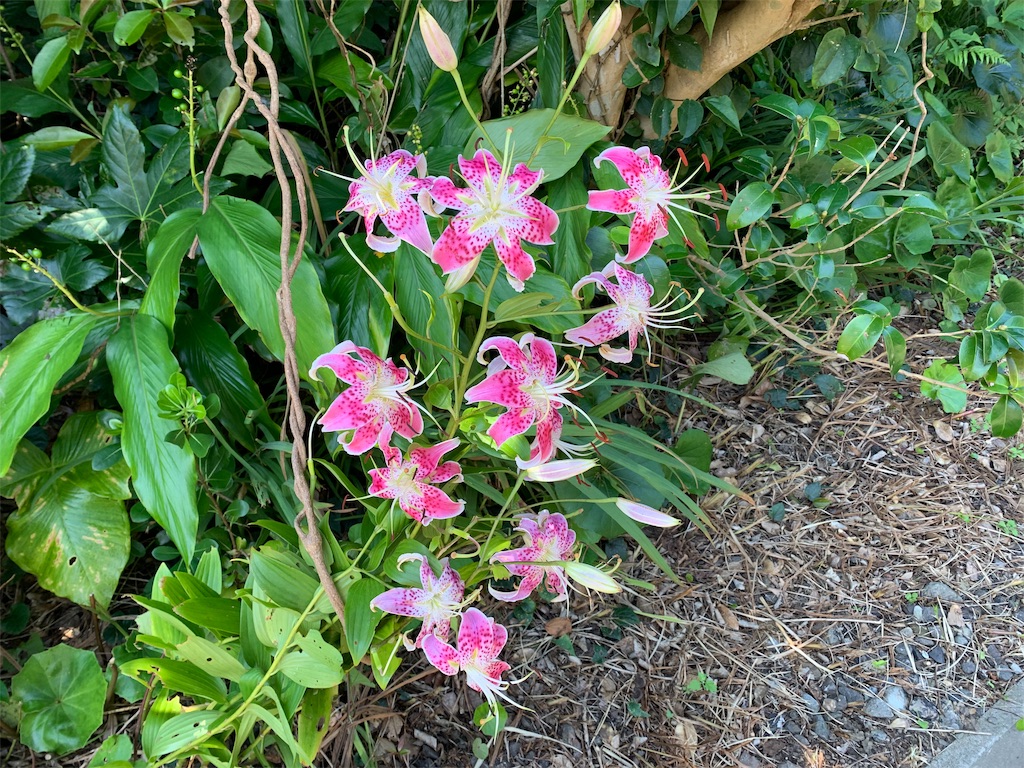f:id:tuberculin:20190802135508j:image f:id:tuberculin:20190802135508j:image