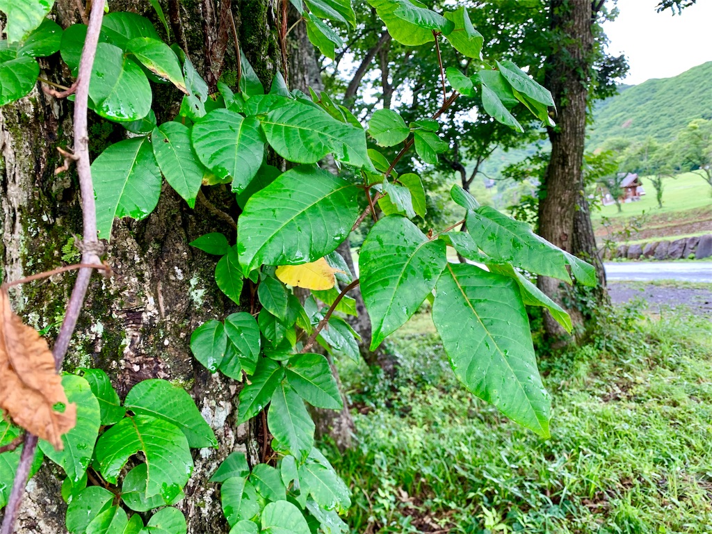 f:id:tuberculin:20190820204053j:image