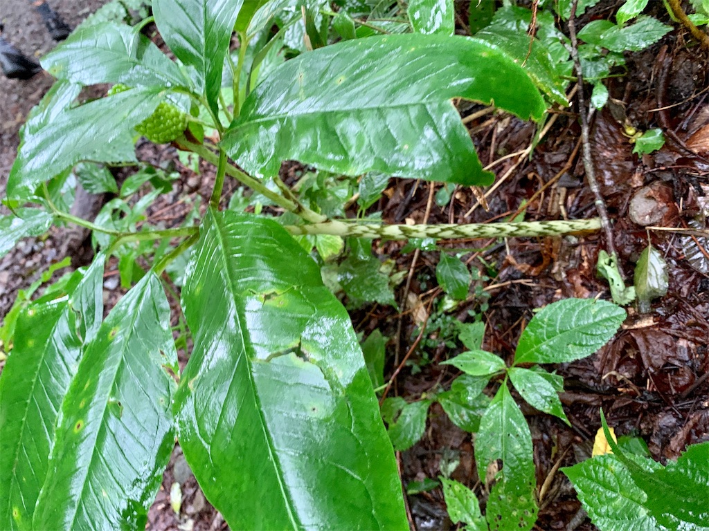 f:id:tuberculin:20190820204139j:image