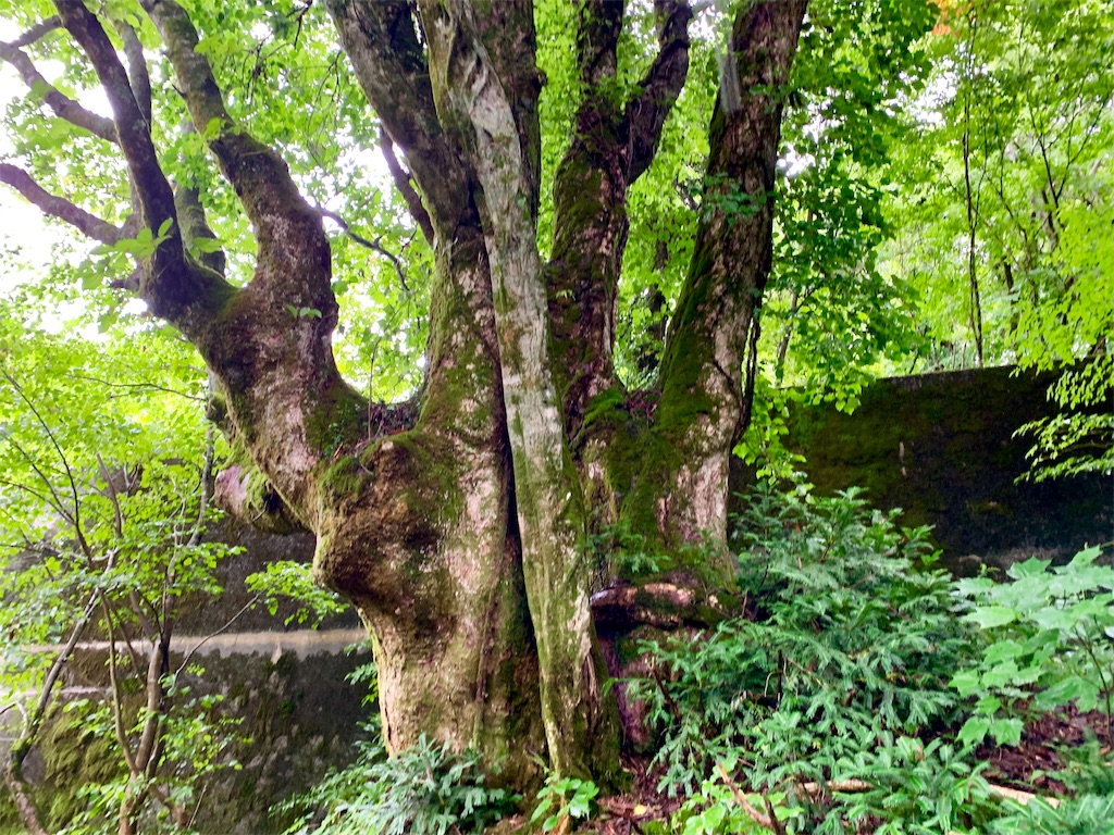 f:id:tuberculin:20190820204301j:image